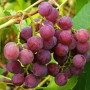 Cаджанці винограду Лідія (черенкований) - 2-річний