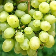 Cаджанці винограду Любимий (черенкований) - 1-річний