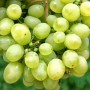 Cаджанці винограду Любимий (черенкований) - 2-річний
