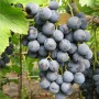Cаджанці винограду Лівадійський Чорний (черенкований) - 2-річний
