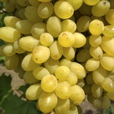 Cаджанці винограду Лорус (черенкований) - 1-річний