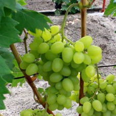 Cаджанці винограду Мадонна (черенкований) - 1-річний