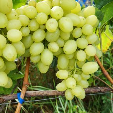 Cаджанці винограду Максі Білий (черенкований) - 1-річний