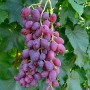 Cаджанці винограду Малиновий Дзвін (черенкований) - 2-річний