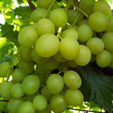 Cаджанці винограду Медовий (черенкований) - 1-річний