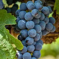 Cаджанці винограду Мерло (черенкований) - 1-річний