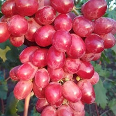 Cаджанці винограду Мірбі (черенкований) - 1-річний