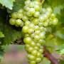 Cаджанці винограду Мускат Білий (черенкований) - 2-річний