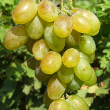 Cаджанці винограду Мускат Благородний (черенкований) - 1-річний