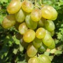 Cаджанці винограду Мускат Благородний (черенкований) - 2-річний