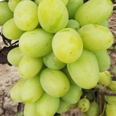 Cаджанці винограду Мускат Дієвський (черенкований) - 1-річний