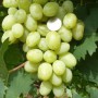 Cаджанці винограду Мускат Дубовський (черенкований) - 2-річний