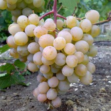 Cаджанці винограду Мускат Голодриги (черенкований) - 1-річний