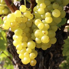 Cаджанці винограду Мускат Львівський (черенкований) - 1-річний