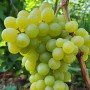 Cаджанці винограду Мускат Жемчужний (черенкований) - 2-річний