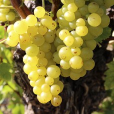 Cаджанці винограду Мускатель (черенкований) - 1-річний