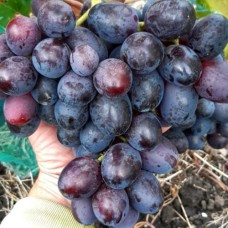 Cаджанці винограду Мустанг (черенкований) - 1-річний