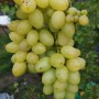 Cаджанці винограду Надія Аксайська (черенкований) - 2-річний