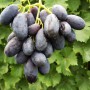 Cаджанці винограду Наталі (черенкований) - 2-річний