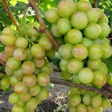 Cаджанці винограду Наталка Полтавка (черенкований) - 1-річний