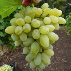Cаджанці винограду Нептун (черенкований) - 1-річний