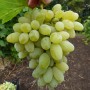 Cаджанці винограду Нептун (черенкований) - 2-річний