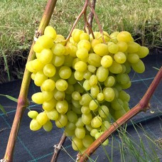 Cаджанці винограду Незрівнянний Кишмиш (черенкований) - 1-річний