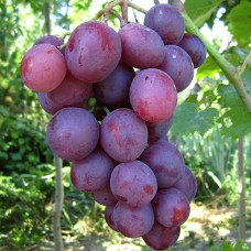 Cаджанці винограду Ніна (черенкований) - 1-річний