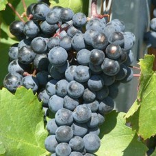 Cаджанці винограду Одеський Жемчуг (черенкований) - 1-річний