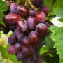 Cаджанці винограду Олімп (черенкований) - 2-річний