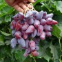 Cаджанці винограду Оскар (черенкований) - 2-річний