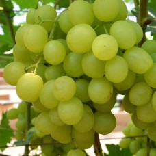 Cаджанці винограду Озон (черенкований) - 1-річний