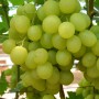Cаджанці винограду Озон (черенкований) - 2-річний
