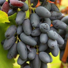 Cаджанці винограду Пам'ять Негруля (черенкований) - 1-річний