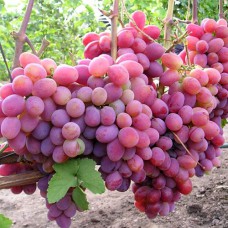 Cаджанці винограду Пам'яті Хірурга (черенкований) - 1-річний