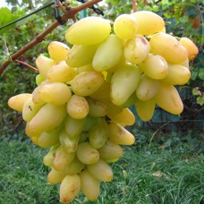 Cаджанці винограду Пам'яті Смольнікова (черенкований) - 1-річний