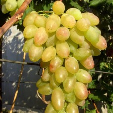 Cаджанці винограду Пам'яті Вердеревського (черенкований) - 1-річний