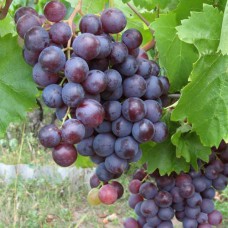 Cаджанці винограду Перлина Молдови (черенкований) - 1-річний