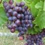 Cаджанці винограду Перлина Молдови (черенкований) - 2-річний