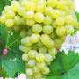 Cаджанці винограду Перлина Саба (черенкований) - 2-річний