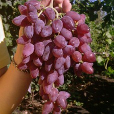Cаджанці винограду Персей (черенкований) - 1-річний