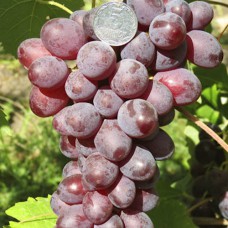 Cаджанці винограду Полуничний (черенкований) - 1-річний