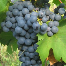 Cаджанці винограду Рара Нягре (черенкований) - 1-річний