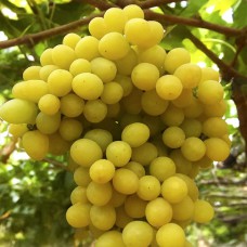 Cаджанці винограду Рататуй (черенкований) - 1-річний