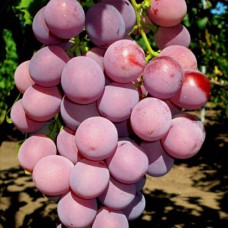 Cаджанці винограду Ред Глоб (черенкований) - 1-річний