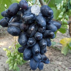 Cаджанці винограду Рембо (черенкований) - 1-річний