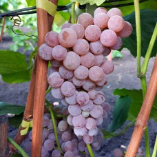Cаджанці винограду Рілайнс Пінк Сідліс (черенкований) - 1-річний