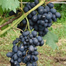 Cаджанці винограду Рішельє (черенкований) - 1-річний