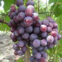 Cаджанці винограду Рошфор (черенкований) - 2-річний