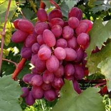 Cаджанці винограду Розмалін Д1 (черенкований) - 1-річний